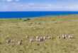 Image of zebras in grasslands with the ocean and eBikes in the background.