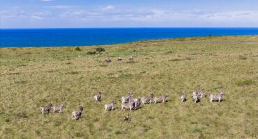 Image of zebras in grasslands with the ocean and eBikes in the background.