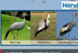 Image of different species of Cranes.