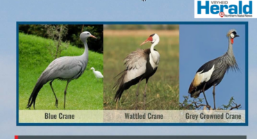 Image of different species of Cranes.