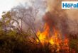 Image of a fire in trees and veld.