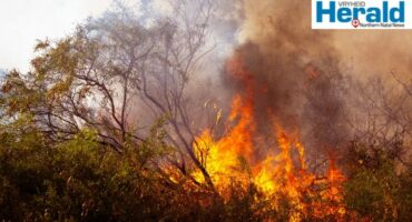 Image of a fire in trees and veld.
