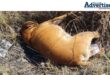 A photograph of illegal dumping in Newcastle. Also spotted in the photo is the carcass of a dead dog.