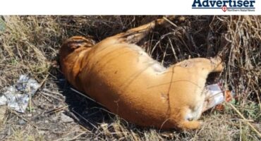 A photograph of illegal dumping in Newcastle. Also spotted in the photo is the carcass of a dead dog.