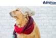 A photo of abrown dog dressed in winter clothing posing in front of a white brick wall.