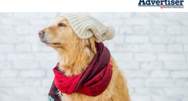 A photo of abrown dog dressed in winter clothing posing in front of a white brick wall.