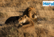 Image of two lions, male and female.