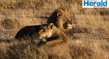 Image of two lions, male and female.