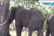 An image of two elephants that have been used for illustrative purposes as several elephants have been seen roaming around Mbizo community near Louwsburg for several months now.