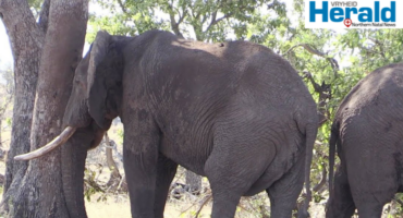 An image of two elephants that have been used for illustrative purposes as several elephants have been seen roaming around Mbizo community near Louwsburg for several months now.