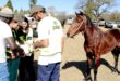 Image of inspectors from the Coastal Horse Care Unit checking horses at the Dundee July event.