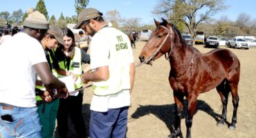 Image of inspectors from the Coastal Horse Care Unit checking horses at the Dundee July event.