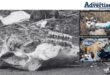 Three photos of three separate animal carcasses found dumped in Van Der Bijl Street.