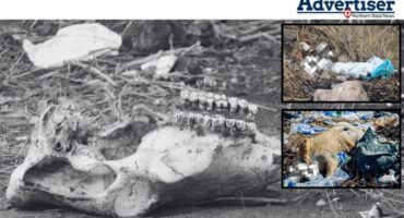 Three photos of three separate animal carcasses found dumped in Van Der Bijl Street.