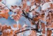 Image of ice on brown leaves.