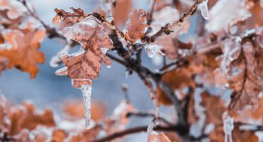 Image of ice on brown leaves.