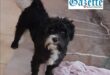 Missing dog Fluffy
