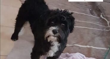 Missing dog Fluffy