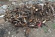 Image of dumped animal legs and hooves.