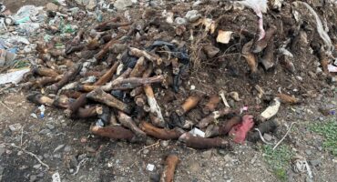 Image of dumped animal legs and hooves.
