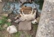 Image of animal carcasses in a stream.