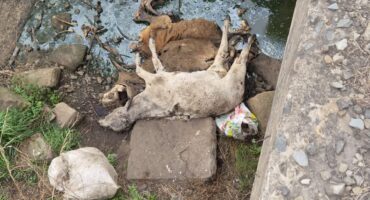 Image of animal carcasses in a stream.