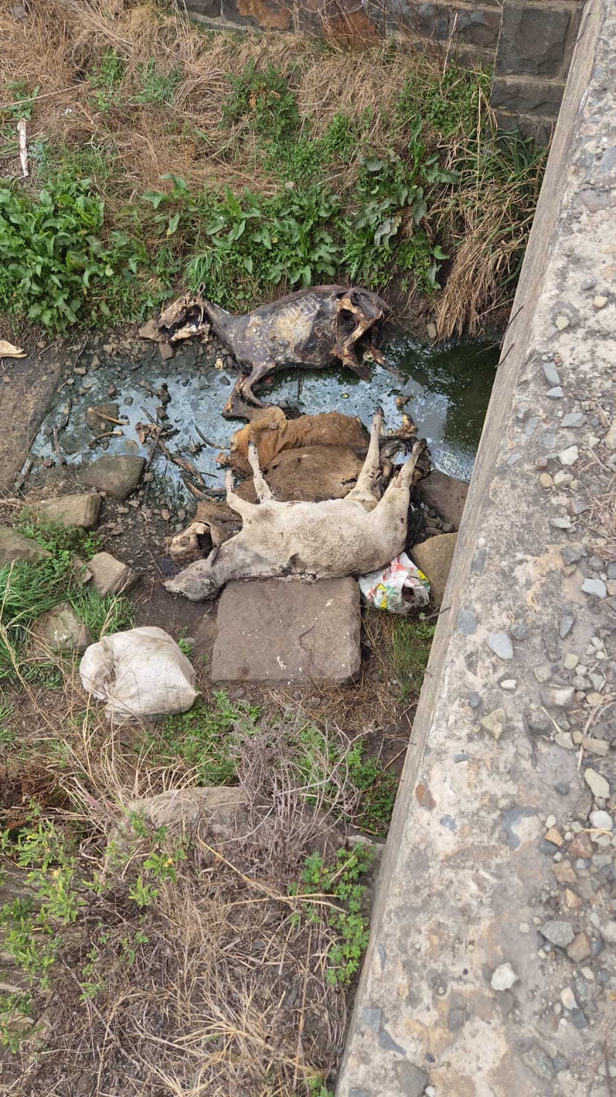 Health fears raised as carcasses and nappies are dumped in Hattingspruit