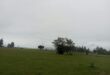 Image of a grey sky over a green park with a tree.