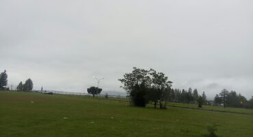 Image of a grey sky over a green park with a tree.