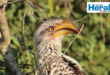 Image of a Southern Yellow-billed Hornbill.