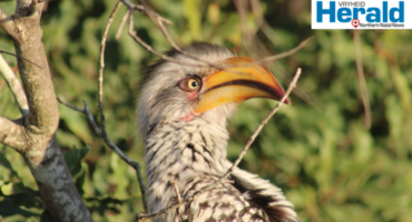 Image of a Southern Yellow-billed Hornbill.