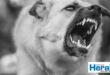 Image of a dog with rabies.