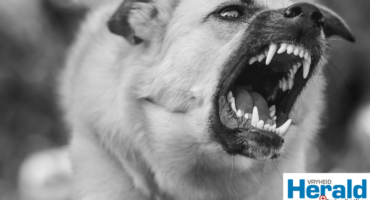 Image of a dog with rabies.