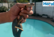 Image of a male hand holding a Mozambique spitting cobra.
