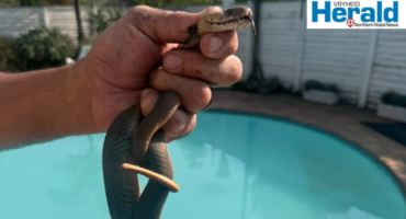 Image of a male hand holding a Mozambique spitting cobra.