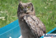 The 12-week-old baby Spotted Eagle Owl which released back into the wild.