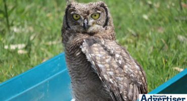The 12-week-old baby Spotted Eagle Owl which released back into the wild.