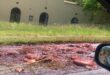 Image of meat waste on a road.