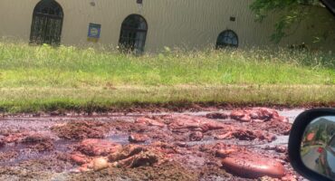 Image of meat waste on a road.