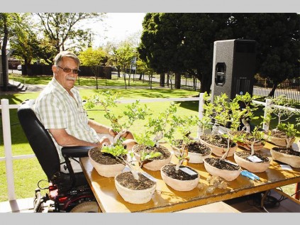 Ferdi van Rooyen verkoop Bonsai-boompies by die N.G. Kerk Pietersburg-Oos se boemelaarsbasaar.