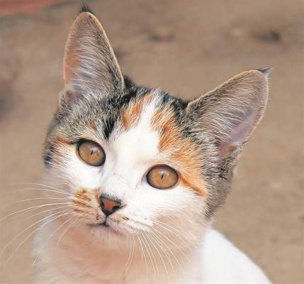 This female kitten is looking for a new loving home. See the adoption procedures on the Polokwane SPCA’s Facebook page or contact them at (015) 291 1088 for more information.