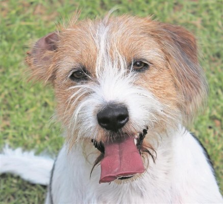 Please adopt me. This adorable male mixed breed is up for adoption at the Polokwane SPCA. Adoption procedures on the SPCA’s Facebook page or contact (015) 291 1088 for more information.