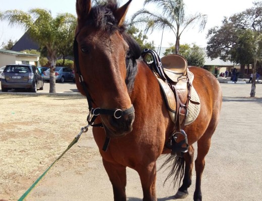 Horse riding is also available. His name is Angel