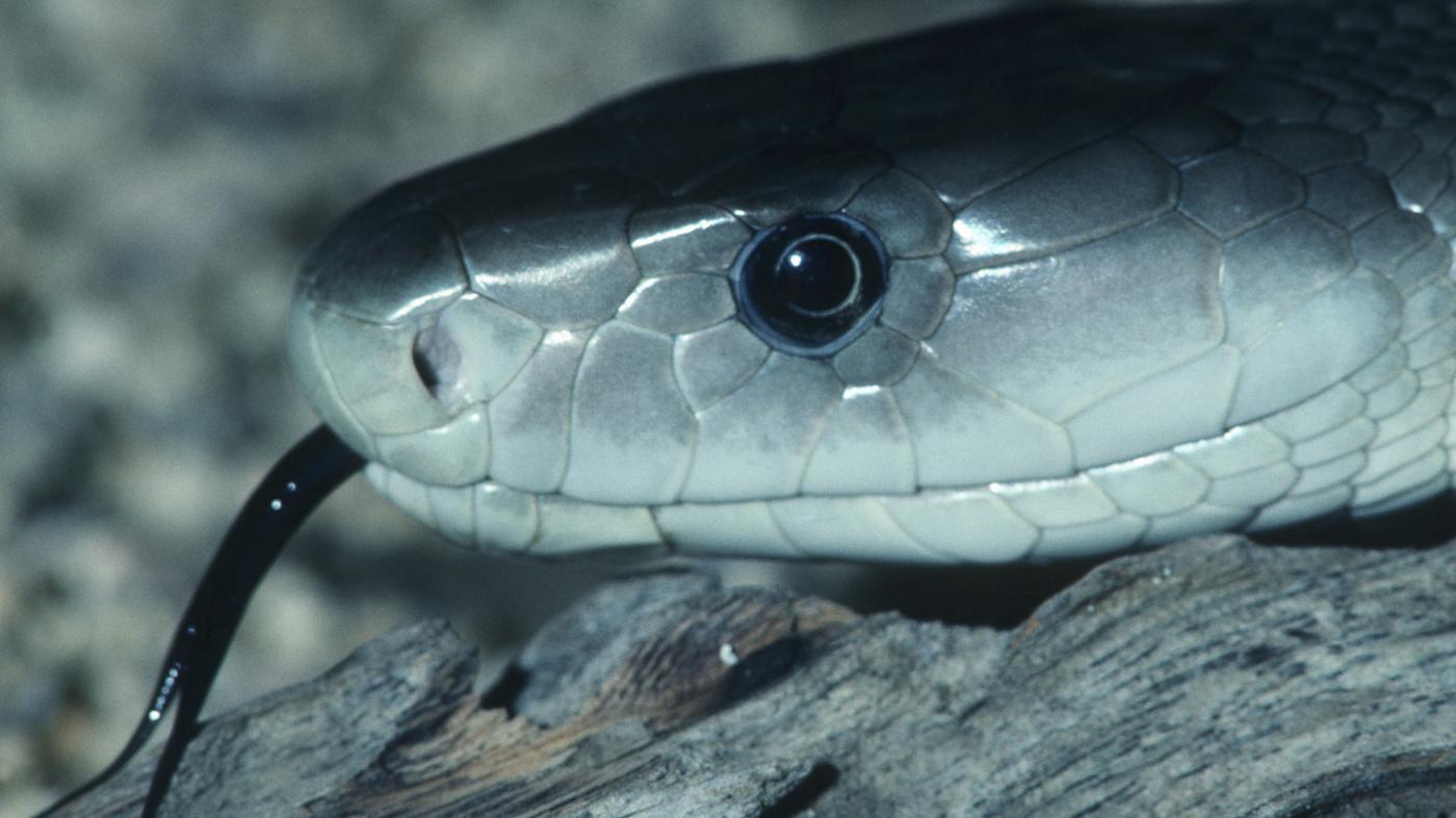 How To Recognise Limpopo s Most Dangerous Snakes Review