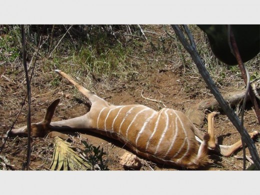 This Kudu died after it was caught in a snare.