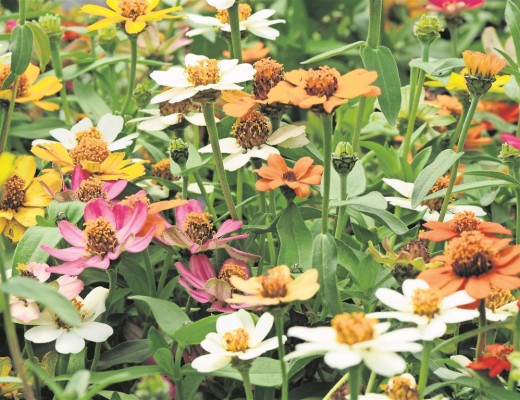 Zinnia_28798_Claro1 (Medium)