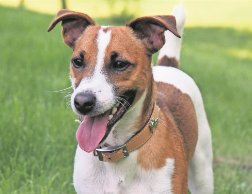 Rusty gave his life protecting his family from an intruder. Photo: Supplied