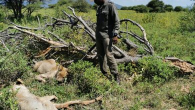 Tracker mauled to death by two lions