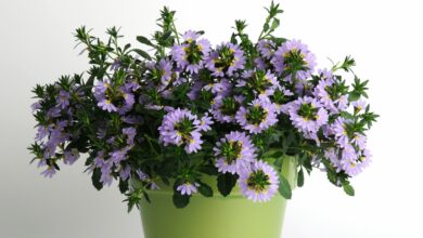 Alice Coetzee -03-12-2021-gardening - we're planting - photo 1