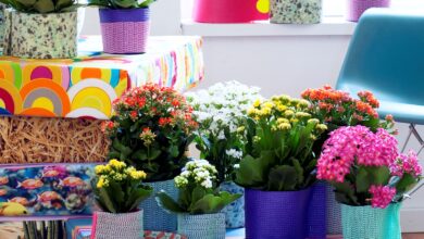 AliceCoetzee - 24-12-2021-gardening- indoor plants - photo1